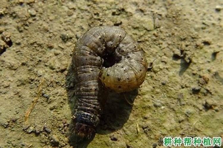 辣椒黄地老虎用什么药？