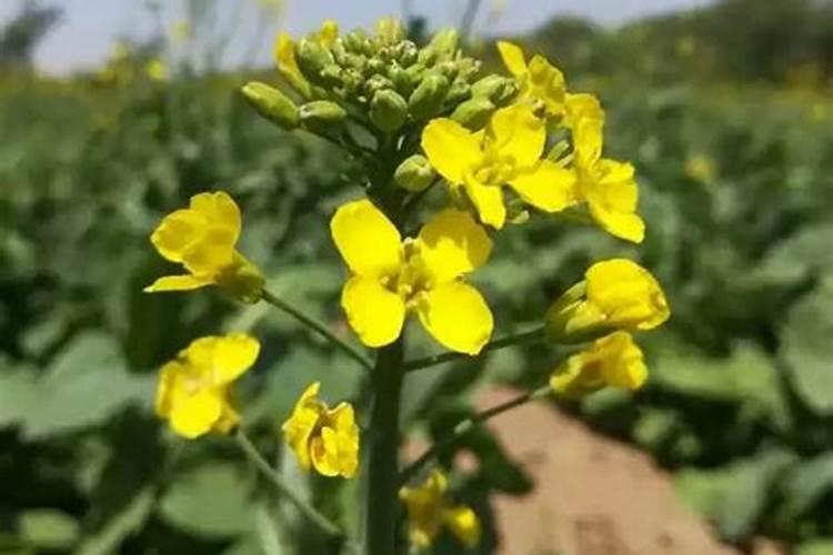 盛花期的油菜：如何精心管理以迎接丰收？