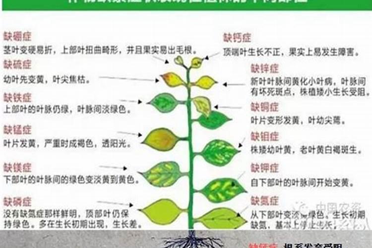 作物缺钙有什么症状？常见钙肥有哪些？