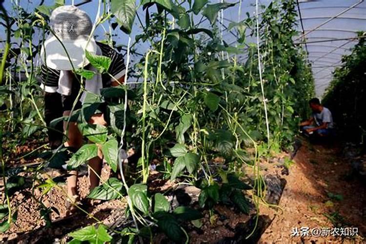 豆角高产种植方法要点及注意事项？