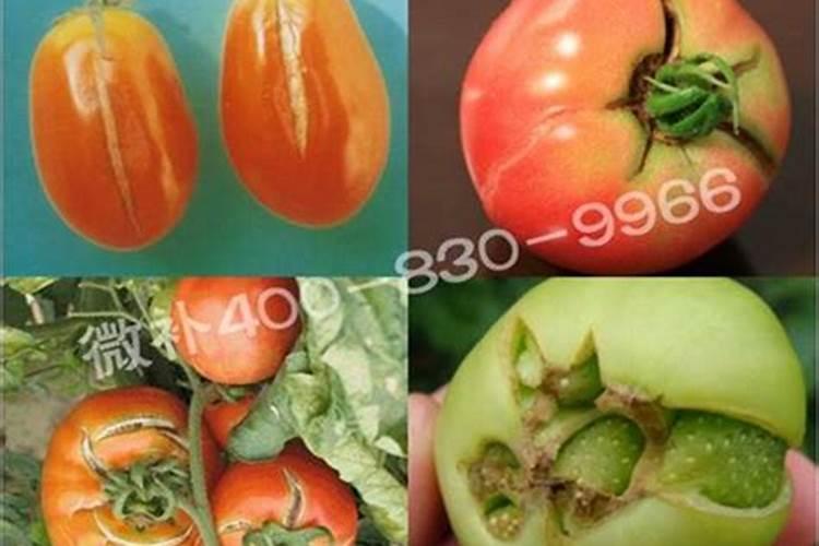 番茄裂果是什么原因，番茄裂果怎么办？