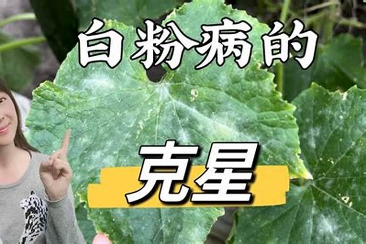 揭秘人参白粉病的克星：有效防治策略与药物选择