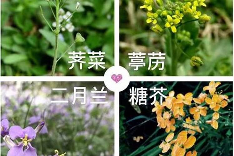 揭秘十字花科植物的种植秘诀：细节决定成败