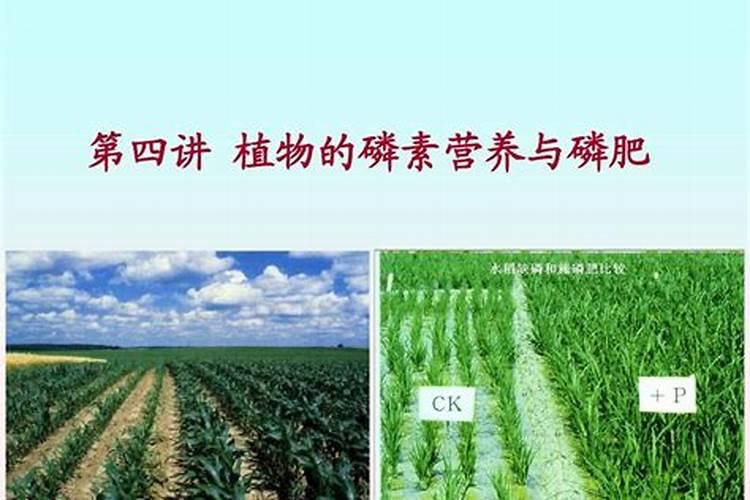 土壤之源与植物之粮：磷肥与化肥的辨析