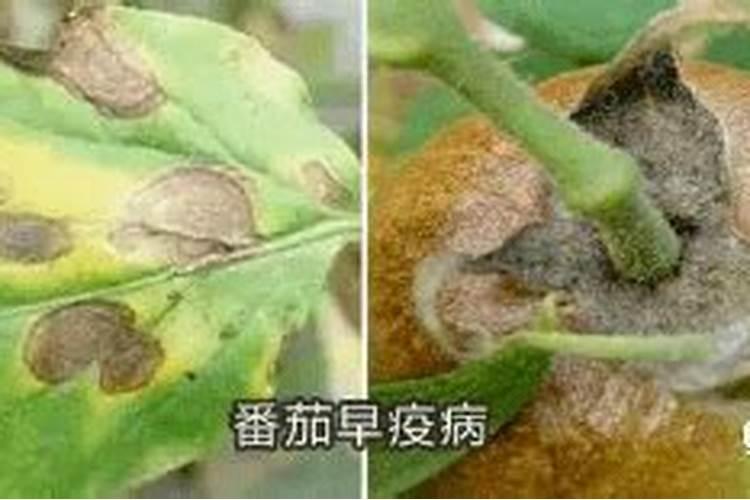 战胜番茄早疫病：有效防治策略详解