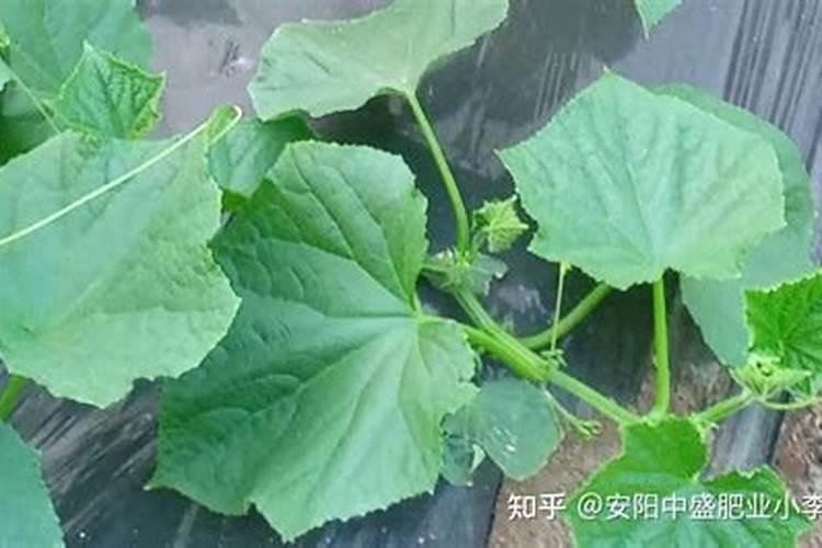 瓜苗什么时候追钙肥最佳？