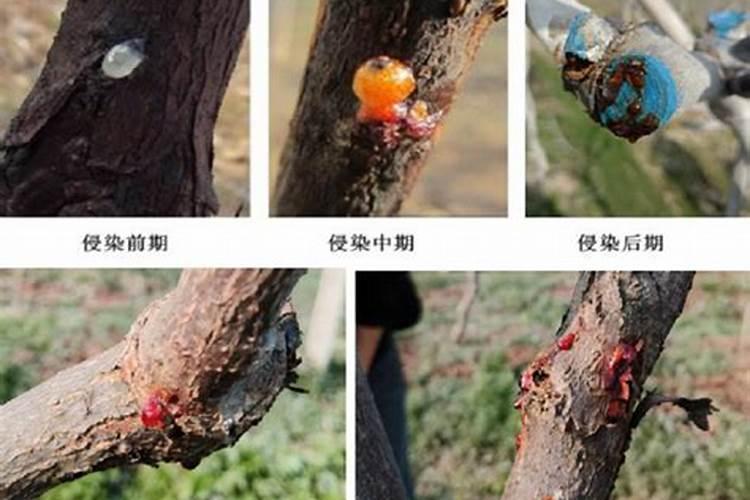 绿色守护：猕猴桃性溃疡病农药防治技术深度探讨
