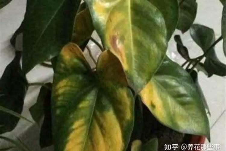 花叶子发黄主要原因有哪些？