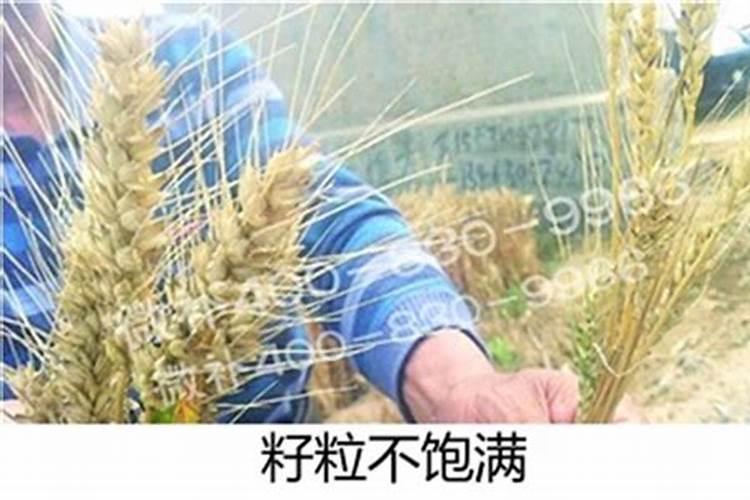 3月份小麦使用什么叶面肥好些？