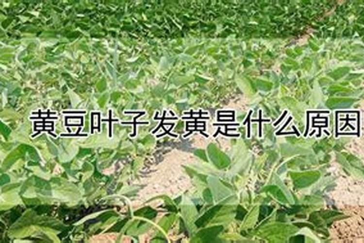黄豆叶子发黄是什么原因？