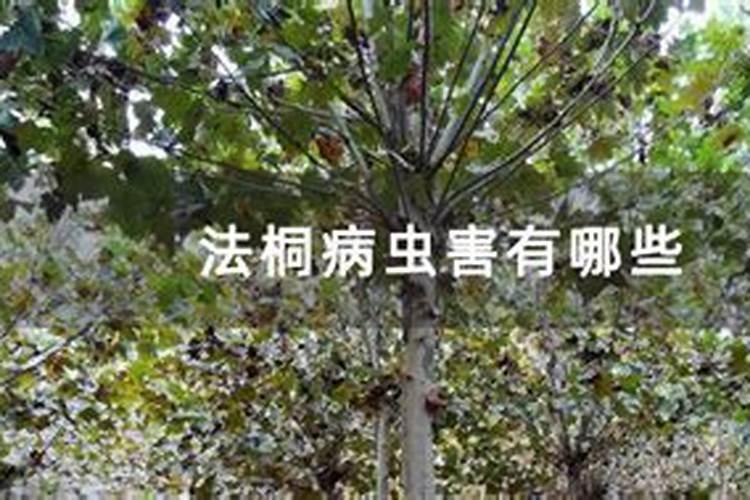 法桐叶片、枝干常发害虫及防治！