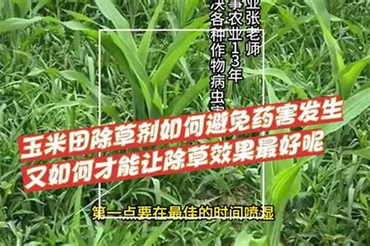 玉米田除草新策略：如何有效避免药害？