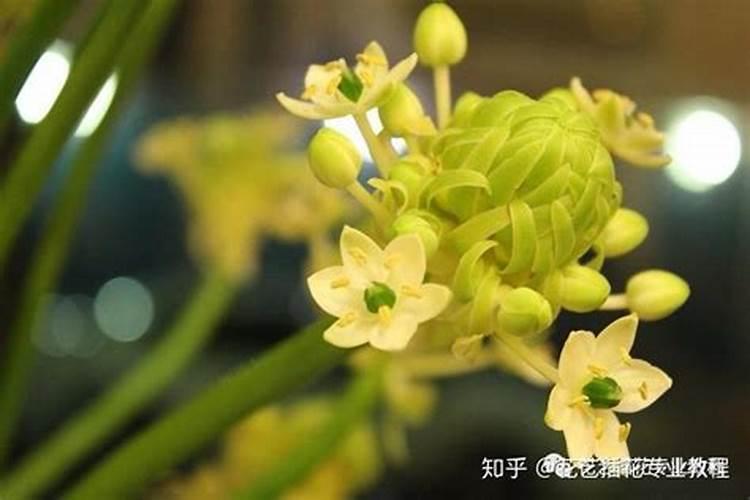 点亮园艺世界：探索球根花卉南非伯利恒之星的规模化种植技术
