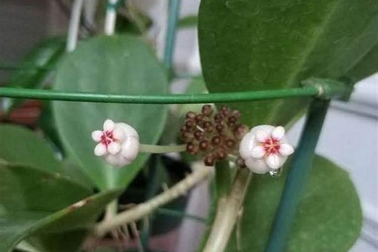 球兰花苞才长就掉是什么原因？