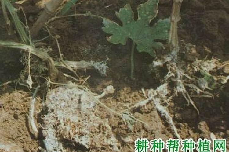 苦瓜白绢病的阴影：揭秘其传播途径与综合防治策略