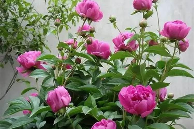绽放华美：芍药花的种植与养护秘籍