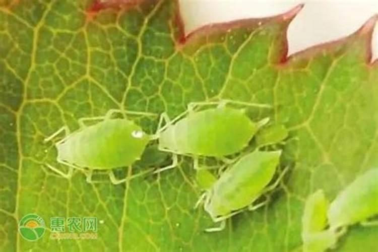 甜瓜蚜虫的防治技术