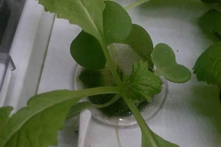 水培白菜花：揭秘无土栽培的魅力