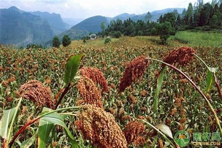 高粱种植技术之大斑病圆斑病防治