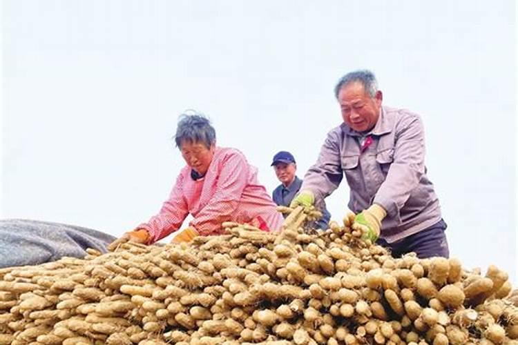 掌握山药种植技巧，迈向丰收的第一步