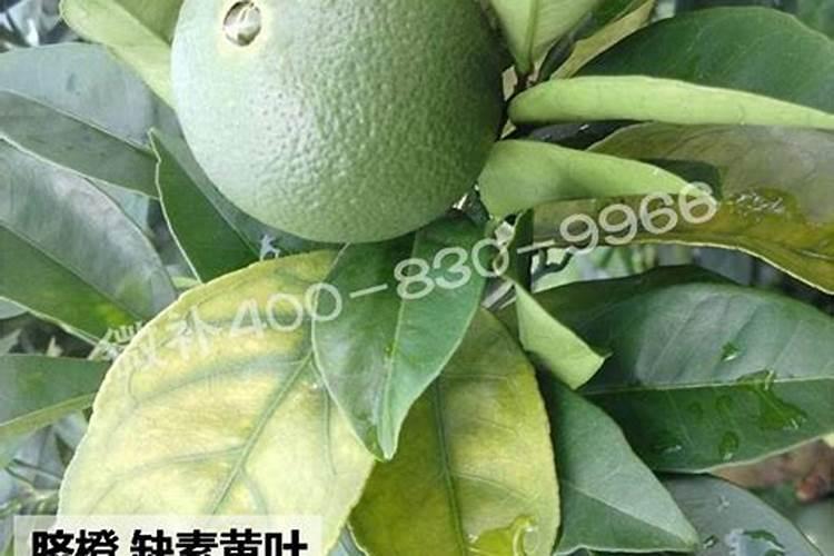 脐橙缺素的症状？