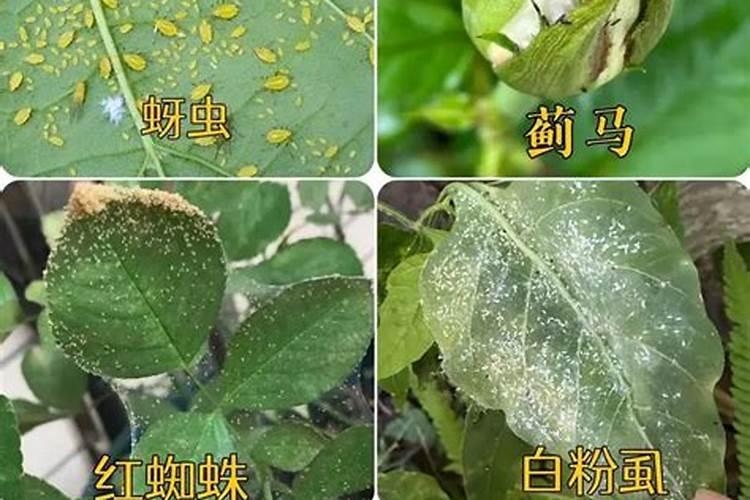 月季守护战：黑星病的识别与全面防治策略