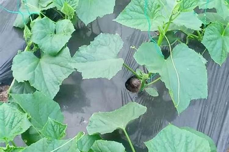 瓜菜施肥需注意哪些问题？瓜菜如何施肥才能增产？