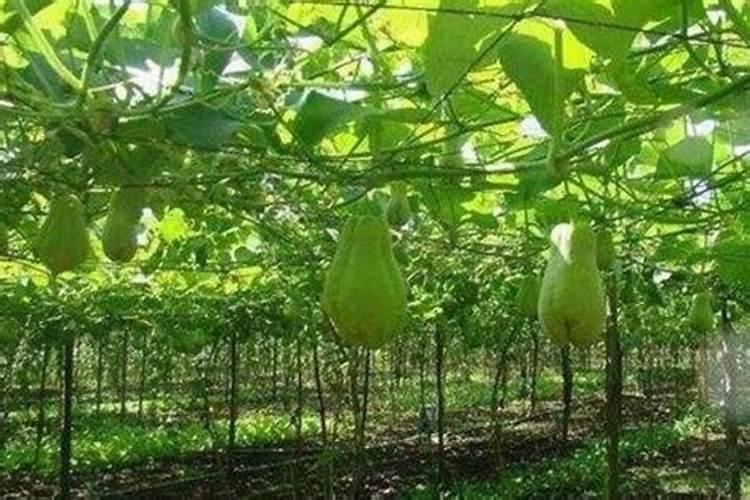 瓜菜施肥需注意哪些问题？瓜菜如何施肥才能增产？