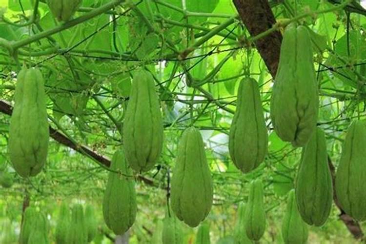 瓜菜施肥需注意哪些问题？瓜菜如何施肥才能增产？