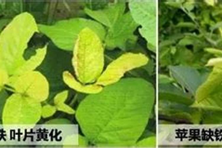 铁元素守护者：花生缺铁症的症状识别与综合防治策略