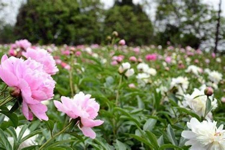 绽放华美：芍药的种植与病虫害防治指南