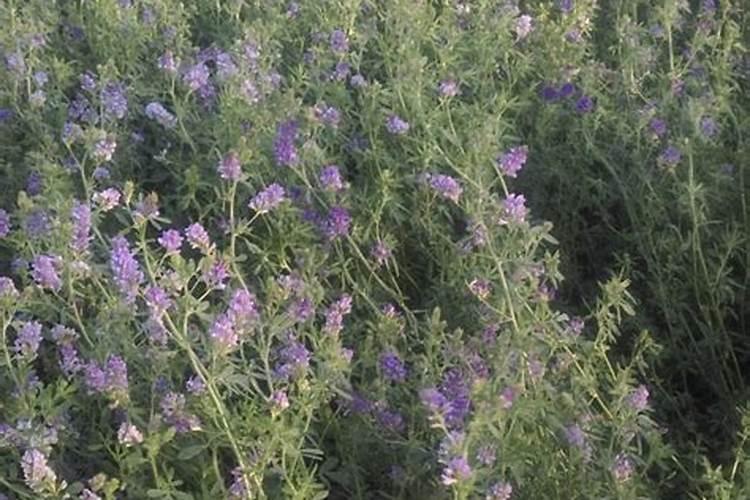紫花苜蓿秋冬季虫害防治措施