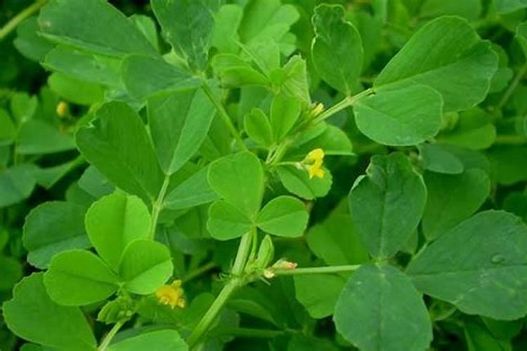 紫花苜蓿秋冬季虫害防治措施