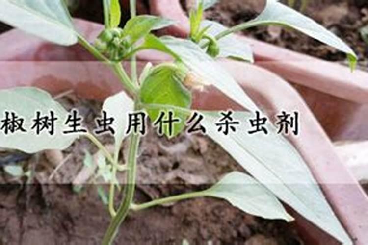 辣椒树生虫用什么杀虫剂，辣椒树杀虫早上好还是晚上？