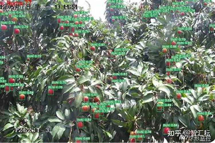 柑桔窝子肥的施用智慧：提升果园产量与品质的关键
