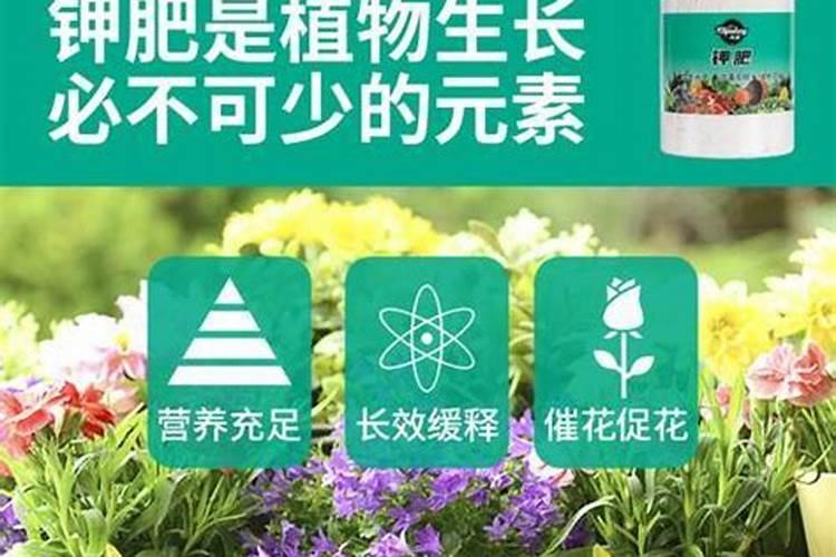 大棚植物的营养守护者：专用氮肥的种类与选择