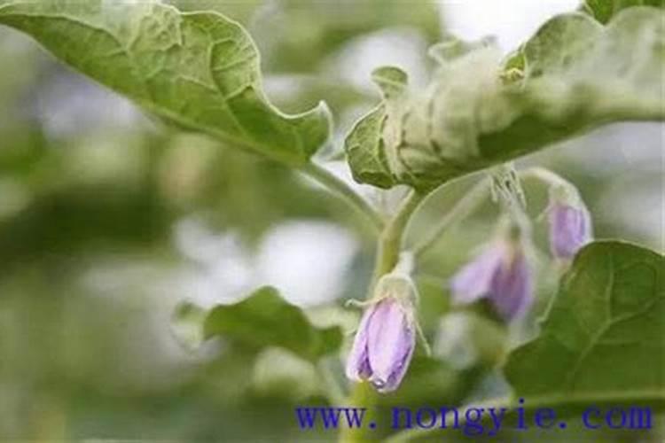 掌握关键：有效预防棚室茄子落花落果的策略
