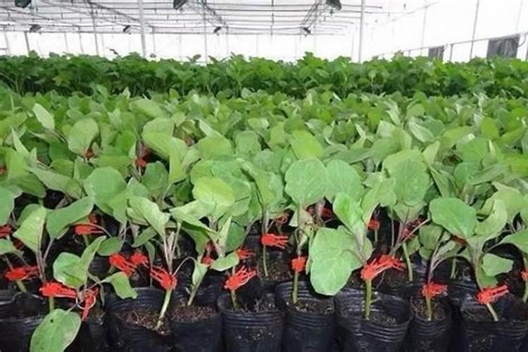 茄子为什么要嫁接育苗？茄子嫁接方法有哪些？