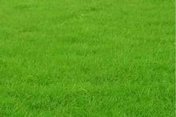 绿茵之痛：草坪施肥产生肥害的原因及补救之道