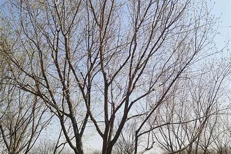 五角枫修剪技术：打造梦幻秋日风景