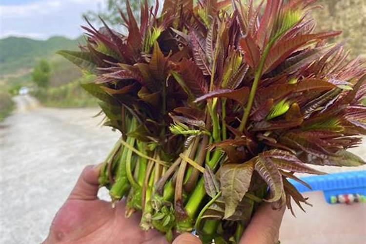 香嫩可口的香椿芽属于无公害木本蔬菜吗？