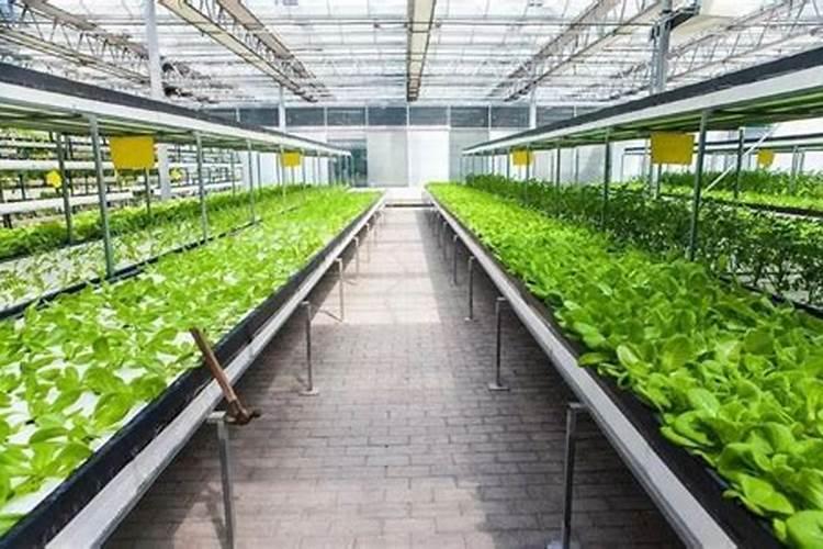 揭秘无土栽培：未来花卉种植的新趋势