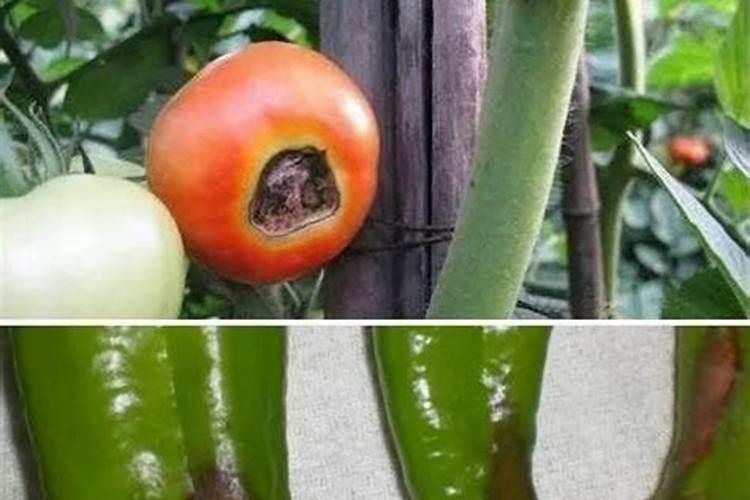辣椒脐腐病怎么治？