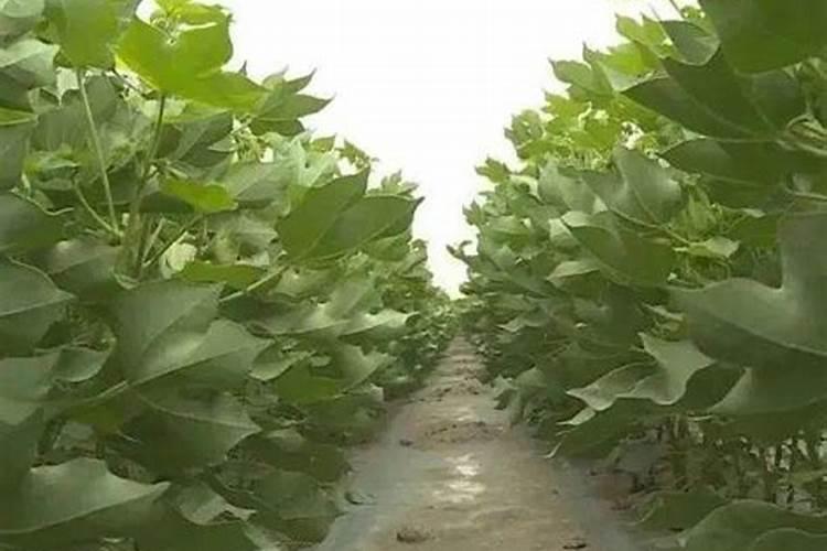 提升棉田产量的关键：正确施用硼肥