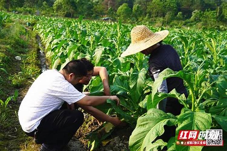 烟叶打顶后如何做到合理施氮肥呢？