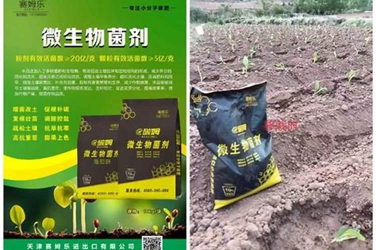 让棉花茁壮成长：合理施肥的关键