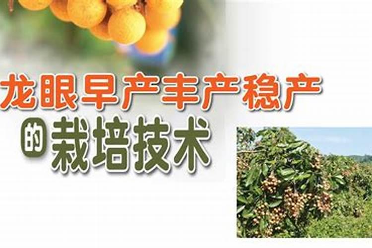 龙眼高产秘籍：掌握关键种植技术，实现果实丰收