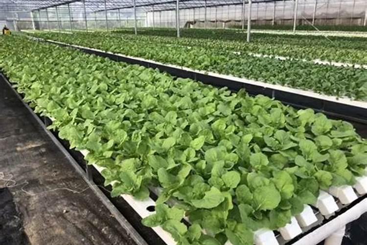 守护绿茵：棚菜土传病害与防治技术全解析