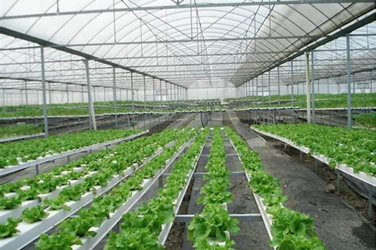 守护绿茵：棚菜土传病害与防治技术全解析