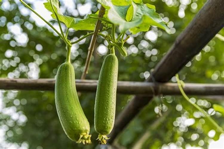 丝瓜种植的黄金法则：掌握正确的施肥技术